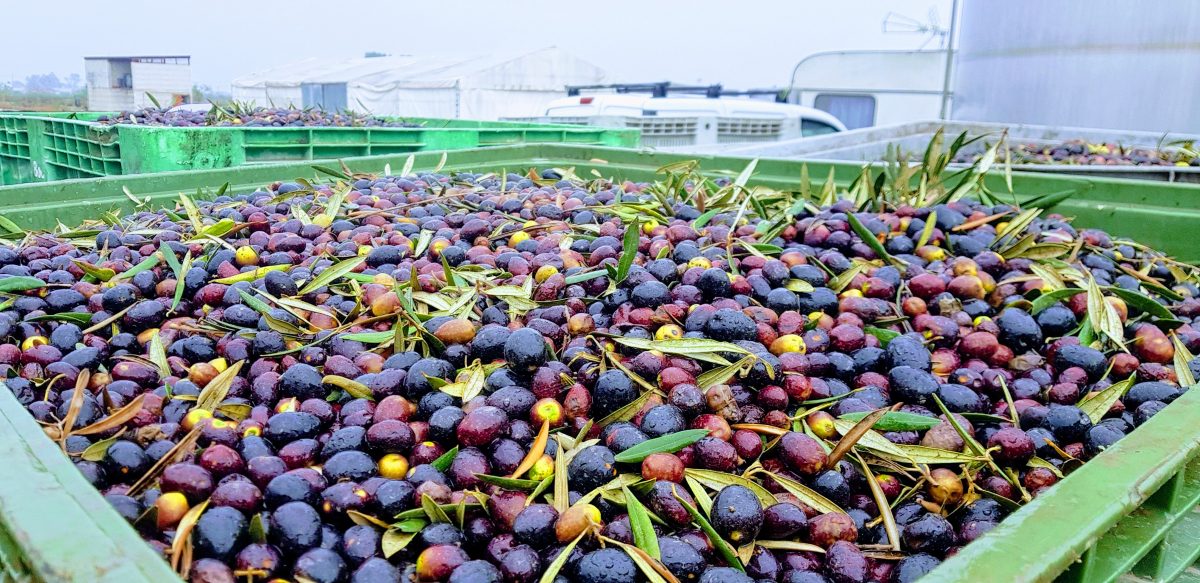 olives in crate